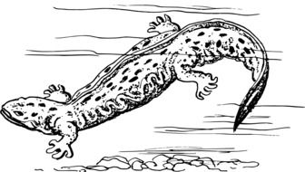 amphibian animal drawing