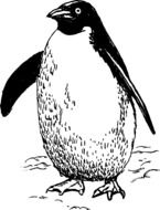 clipart of the penguin
