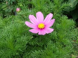 cosmos nice pink flower