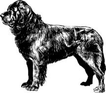 black dog sketch