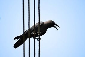 photo of the bird on a electric wire