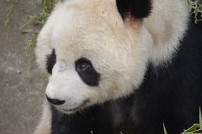 nice panda animal