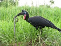 predator bird in Africa