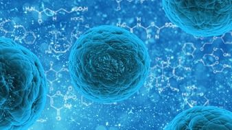 stem cell in three dimensional form