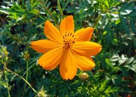 golden cosmos flower