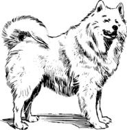 dog husky animal biology drawing