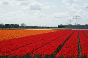 tulip fields in the netherlands