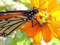 butterfly on an orange flower close up