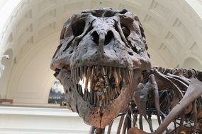 tyrannosaurus as a prehistoric skeleton