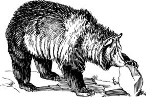 grizzly bear as a graphic image