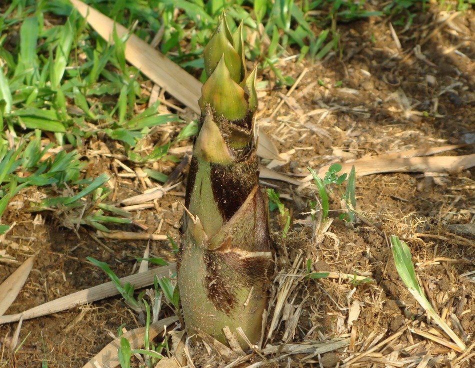 bamboo bambusa