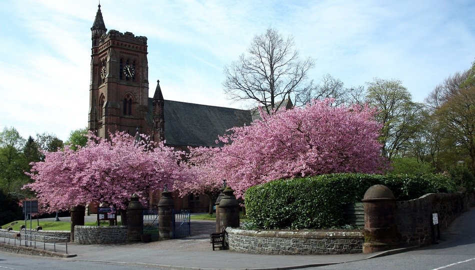 cherry blossom in front of the church