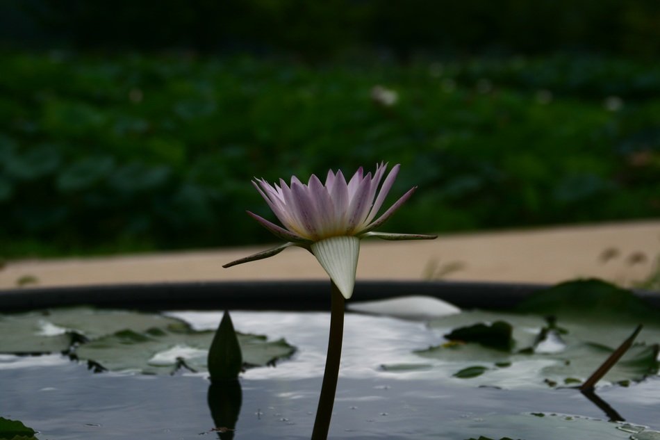 pink lotus in the pond