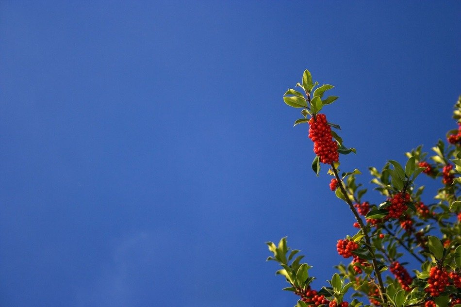 bush with red berries and green leaves