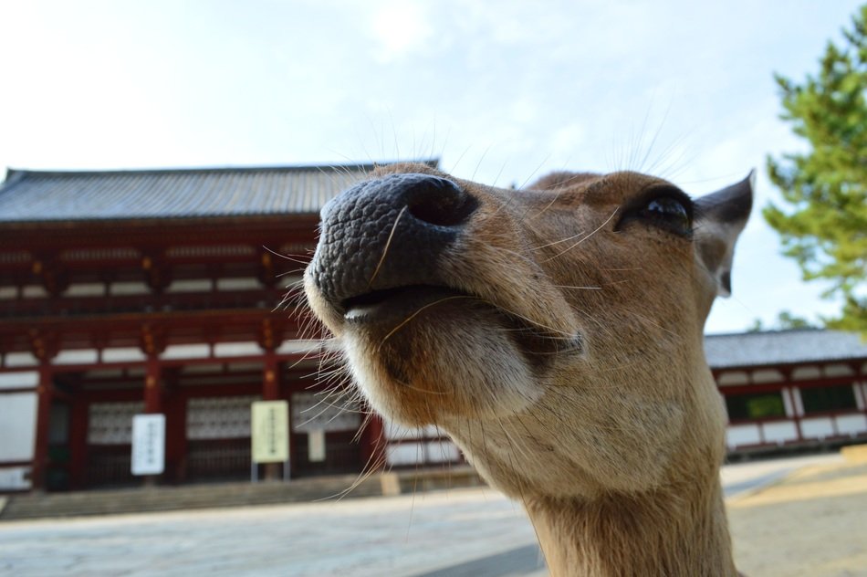 animal head against the background of a temple in japan