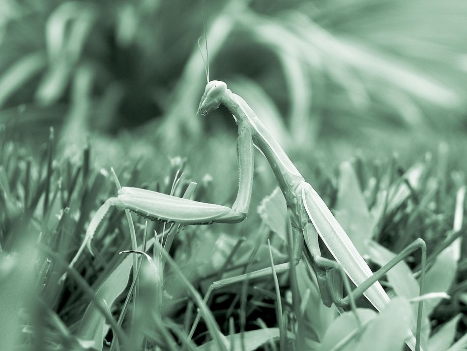 praying mantis in the grass