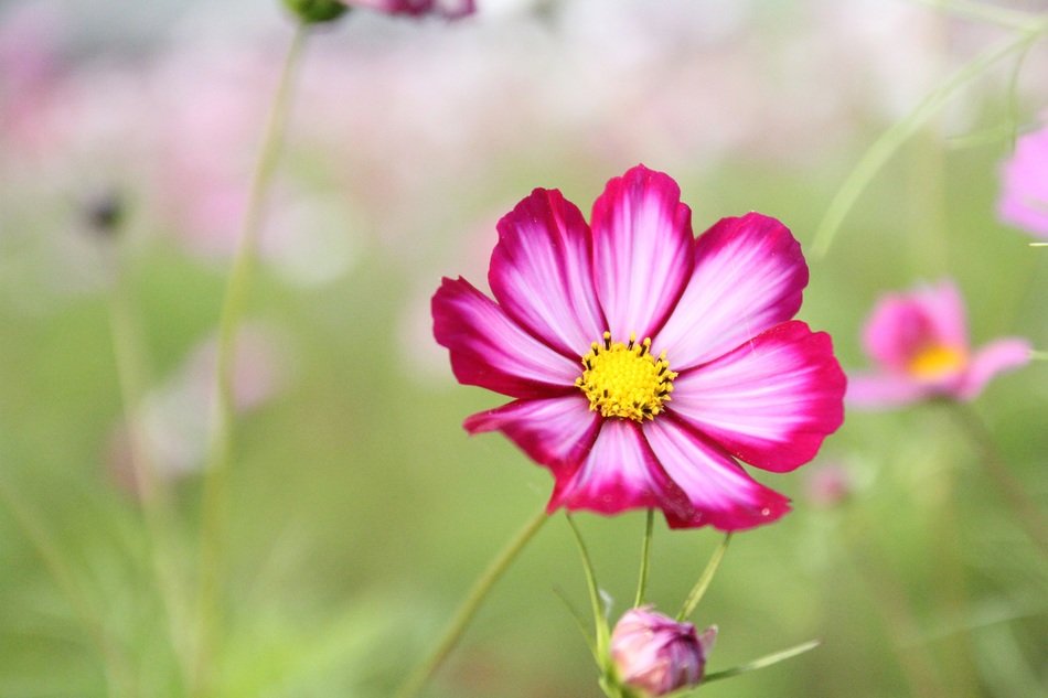 summer cosmos flower