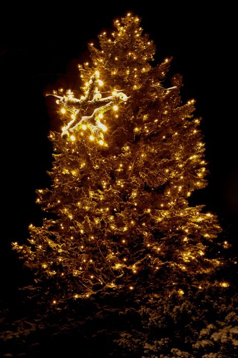 lights tree