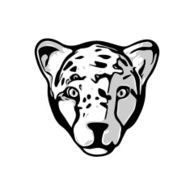 Head of Cheetah
