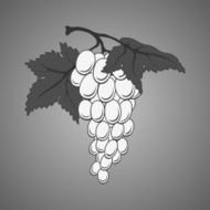 Vector grapes N2