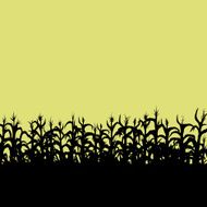 Cornfield