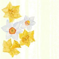 Greeting card or invitation with spring flowers narcissus