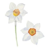 Spring flowers narcissus isolated on white background Vector watercolor illustration