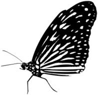 butterfly N101
