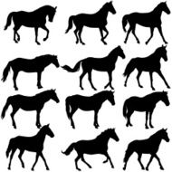 Set silhouette of horse