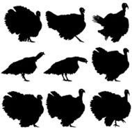 Silhouettes of turkeys N3