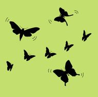 Butterflies everywhere