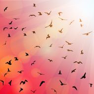 Birds seagulls black silhouette on pink background sunset dawn Vector