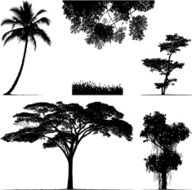 Greenery in Silhouette