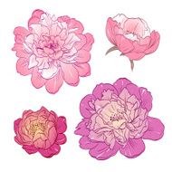 Peony bud hand drawn vector illustration