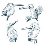 Kingfisher set on a white background