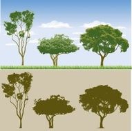 trees N25