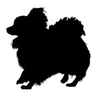 papillon N2
