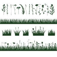 silhouettes meadow grass