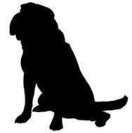 Shar-Pei