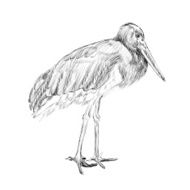 herons sketch N2