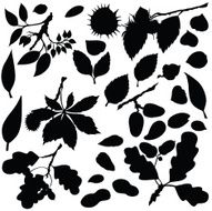 Vector silhouette of various nuts