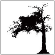 Old Tree