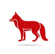 Red fox standing