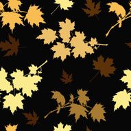 golden maple N2