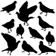 Pigeon silhouettes N2