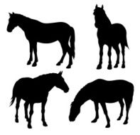 Horses N17