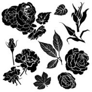Rose flowers N9