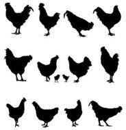 Rooster and Chicken Silhouette N2