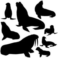Seals Sea Lions and Walrus Silhouettes