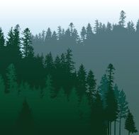 Coniferous forest N2